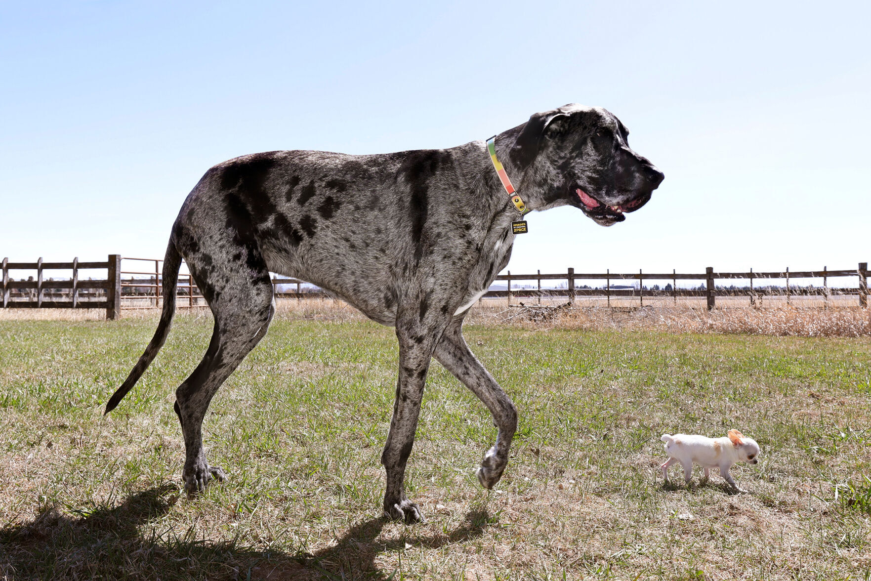 Tallest-Shortest Dogs-Playdate